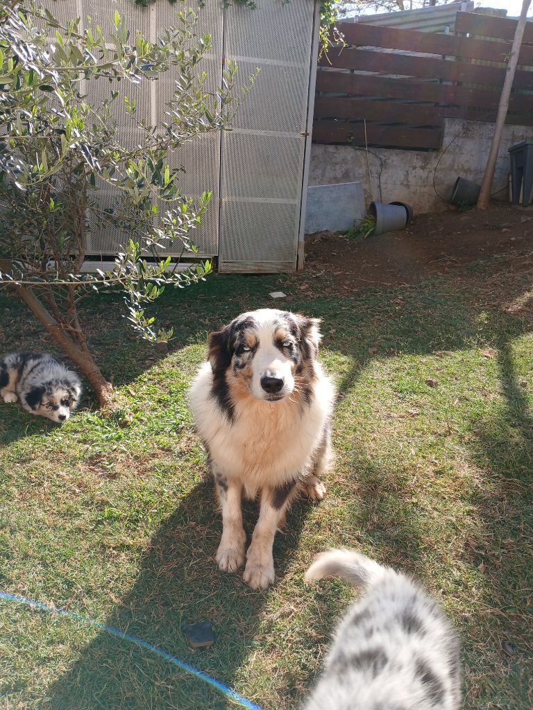 Sultan (Sans Affixe)